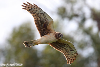 Northern Harrier (Circus cyaneus) (6273)