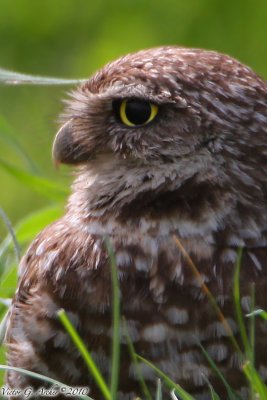Burrowing Owl (Athene cunicularia) (6303)