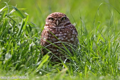 Burrowing Owl (Athene cunicularia) (6311)