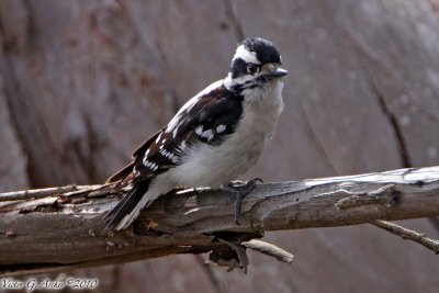 Downy Woodpecker (Picoides pubescens) (6359)