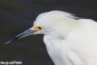 Snowy Egret (Egretta thula) (6402)