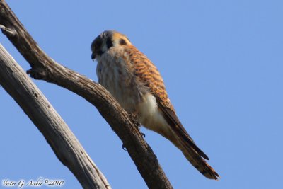 American Kestrel (Falco sparverius) (6573).jpg