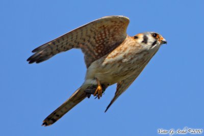 American Kestrel (Falco sparverius) (6741).jpg