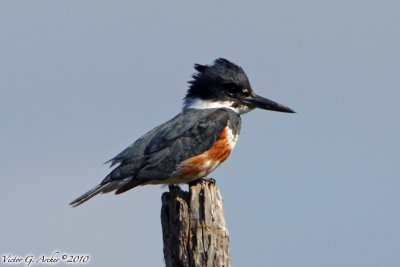 Belted Kingfisher (Megaceryle alcyon) (6880).jpg