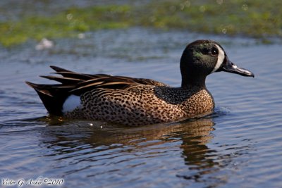 Blue-winged Teal (Anas discors) (6773).jpg