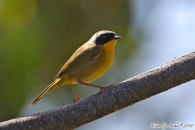 Common Yellowthroat (Geothlypis trichas) (6626)