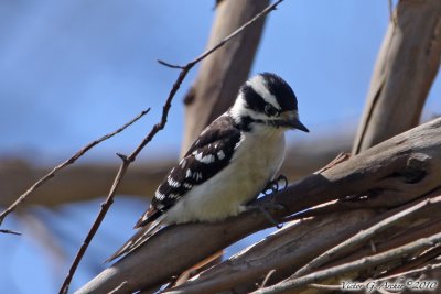 Downy Woodpecker (Picoides pubescens) (6641).jpg