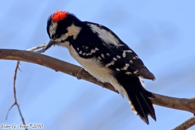 Downy Woodpecker (Picoides pubescens) (6694).jpg