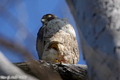Peregrine Falcon (Falco peregrinus) (6800)
