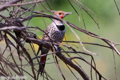 Northern Flicker (Colaptes auratus) (6650).jpg