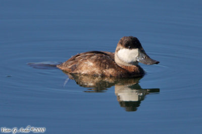 Ruddy Duck (Oxyura jamaicensis) (6971)