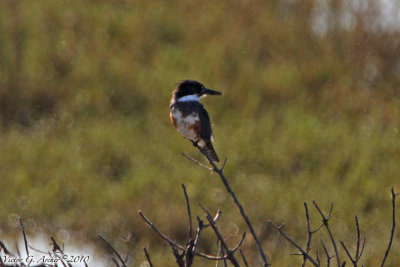 Belted Kingfisher (Megaceryle alcyon) (7019)