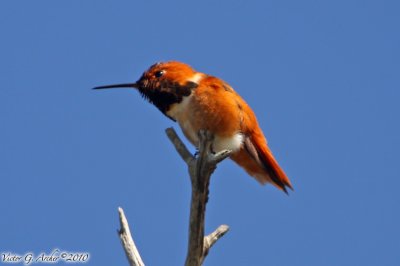 Rufous Hummingbird (Selasphorus rufus) (7093)