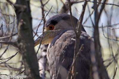 Black-crowned Night Heron (Nycticorax nycticorax) (7115)