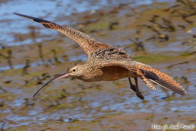 Long-Billed Curlew (Numenius americanus) (7193)