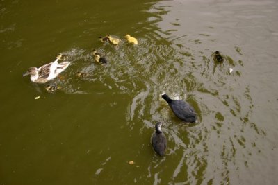 Ducklings under attack