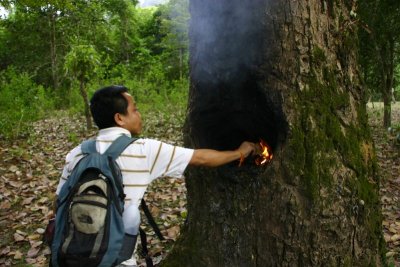 Producing lamp oil by burning the tree