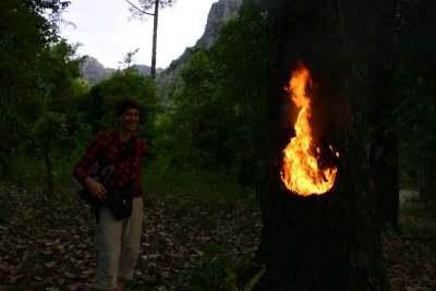 Burning tree