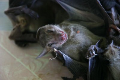 Bats for sale