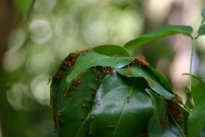 Red ants