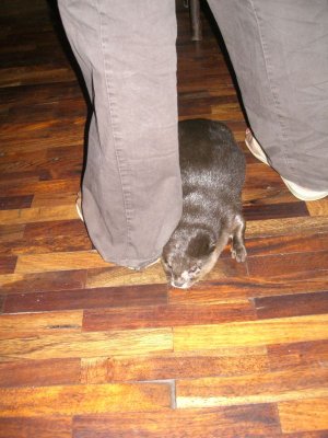 An otter in Tadlo Lodge!