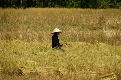 Harvesting rice, Don Khon - 4000 islands
