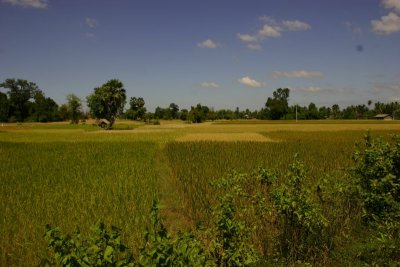 Rice fields, Don Khon - 4000 islands