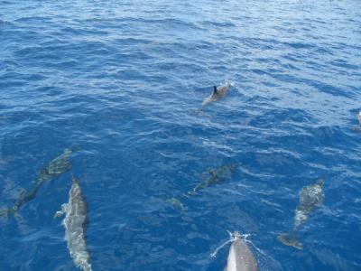 Dolphins, Baia dos Golphinhos