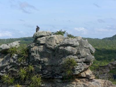 Bird of prey in Sete Cidades National Park