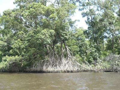 Mangrove forests in Lençóis Maranhences