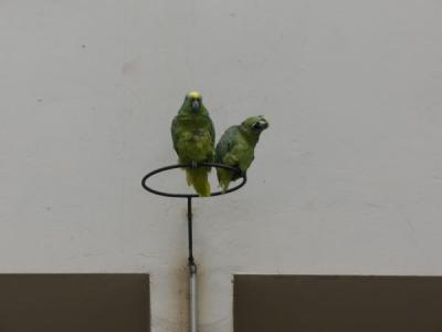 Talking parrots
