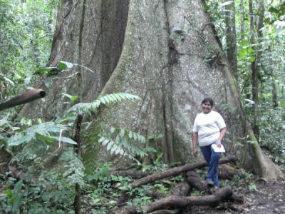 Huge tree