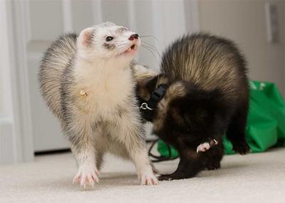 Catch me if you can!