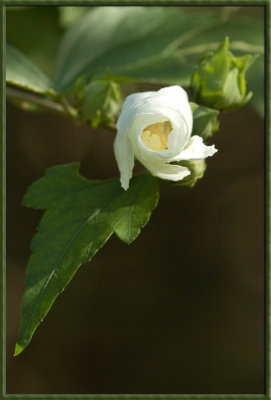 2008088790 copy.jpg