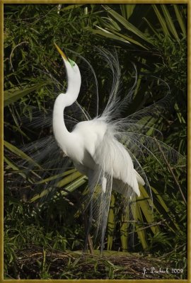 2009020093 egret.jpg