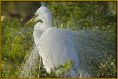 2009020331 egret.jpg