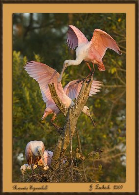 2009020781 Roseate Spoonbill.jpg