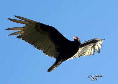 Black Vulture flying 57 DSC_0218.jpg