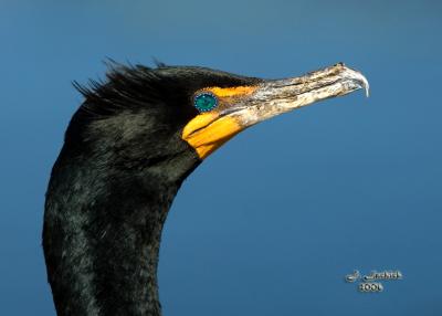Cormorant head 2 57 DSC_0046.jpg