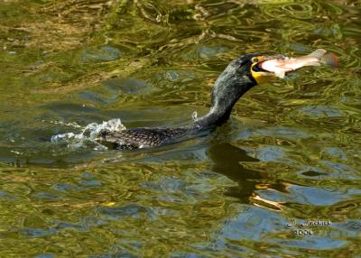 cormorant lunch 1 57 Dsc_0075.jpg