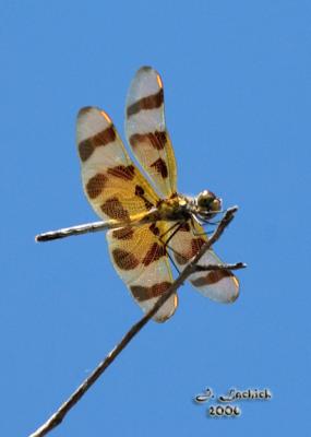 Dragonfly 1 57 DSC_0112.jpg