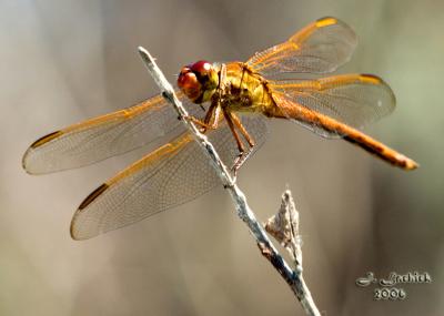 Dragonfly 2 57 DSC_0115.jpg