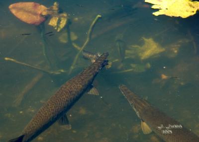 Gar with catfish 57 DSC_0123.jpg
