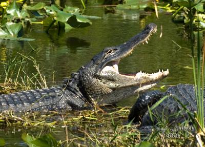 Gator 2 57 Dsc_0043.jpg