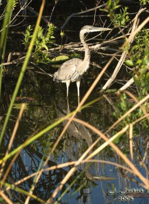 Great Blue Heron 57 DSC_0219 .jpg