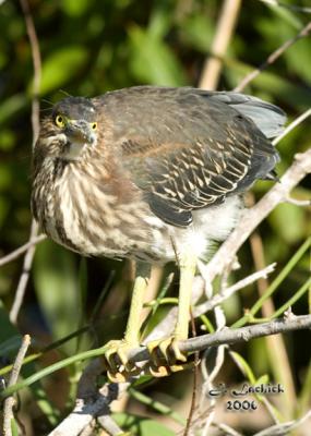 Green Heron 57 DSC_0020.jpg
