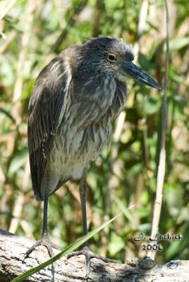 night heron 2 Dsc_0026.jpg