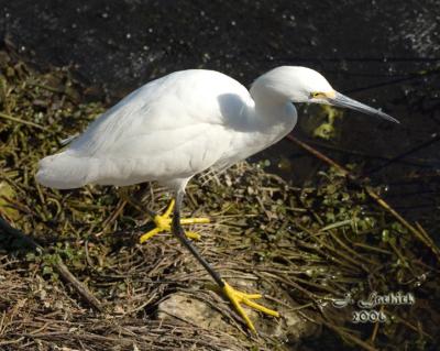 g3/30/524530/3/58287831.SnowyEgret810DSC_0043.jpg
