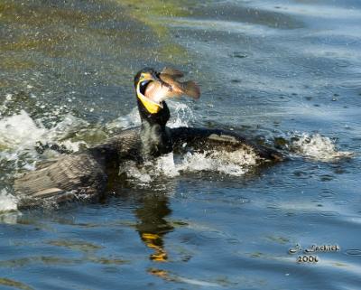 cormorant lunch 3 810 Dsc_0078.jpg
