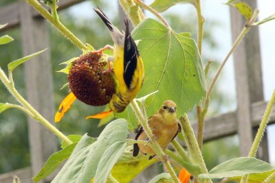 American Goldfinch, Chicago Botanical Garden